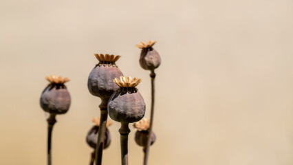 Dry opium poppy on black background. - obrazy, fototapety, plakaty