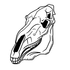 Hand drawn horse skull on white background. Ink linear vector occult illustration. Horse cranium. Occultism, esoteric, spirituality. Tatoo. Vintage