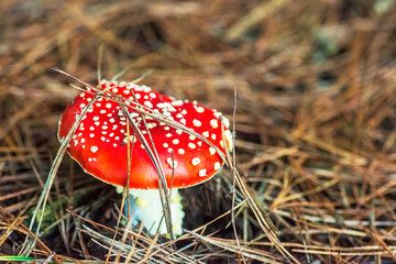 Amanita, fly agaric poisoned mushroom, natural background. Copy space.