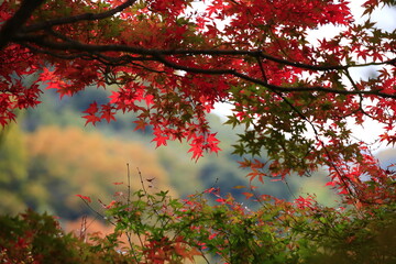 綺麗に紅葉してきた秋のモミジ