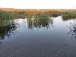 reflection of trees in the water