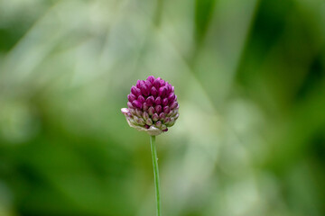 Close up of a small purple flower