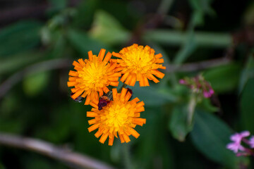 Bright orange flowers