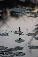 a view of a pond with blossoming life during sunset away from all the chaos and hustle. 