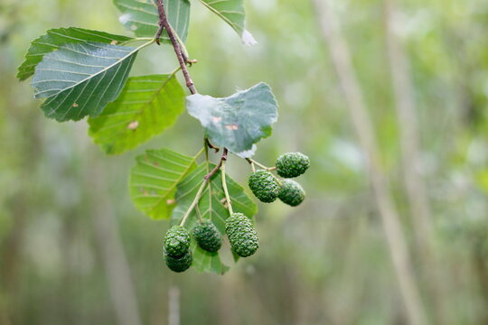 Greening of the cones of the Alder sticky tree