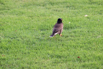 Myna bird