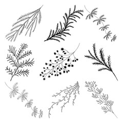 Set of Branches of a tree with Pine Needles. Isolated black on white elements for design