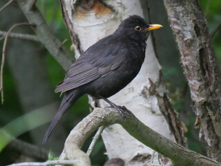 Blacbird (turdus merula) on the lookout