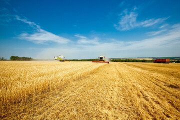 Fototapeta premium Golden wheat and rye field. Agriculture background