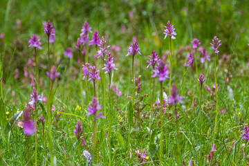 Field of endemic orchids from the mountains of Catalonia