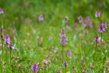 Field of endemic orchids from the mountains of Catalonia
