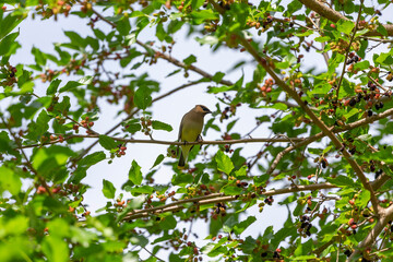 The cedar waxwing on a mulberry tree