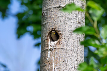 European Starling (Sturnus vulgaris). Young starling in nest cavity
