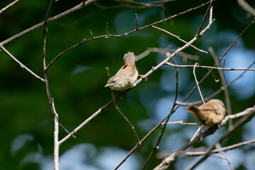 The house wren (Troglodytes aedon), young after leaving the nest cavity