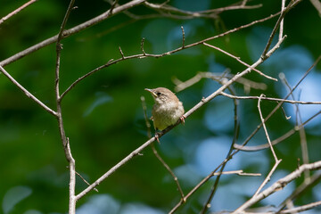 The house wren (Troglodytes aedon), young after leaving the nest cavity