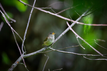  The house wren (Troglodytes aedon), young after leaving the nest cavity