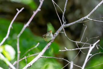  The house wren (Troglodytes aedon), young after leaving the nest cavity