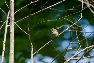  The house wren (Troglodytes aedon), young after leaving the nest cavity