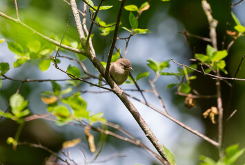  The house wren (Troglodytes aedon), young after leaving the nest cavity