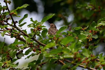 The American robin (Turdus migratorius on a mulberry tree