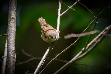  The house wren (Troglodytes aedon), young after leaving the nest cavity