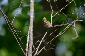  The house wren (Troglodytes aedon), young after leaving the nest cavity