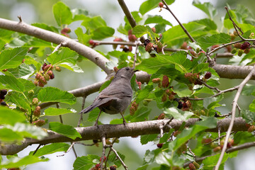 The gray catbird (Dumetella carolinensis) on mulberry tree.