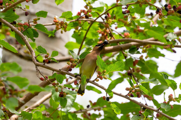 The cedar waxwing (Bombycilla cedrorum) on a mulberry tree