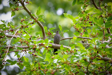 The gray catbird (Dumetella carolinensis) on mulberry tree.