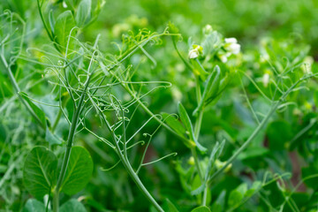 Close-up of sprouts and flowers of young peas. Selective focus