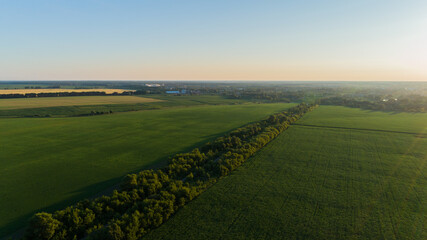 Naklejka premium Aerial view over a green corn field in sunset or sunrise. Drone flies over agricultural corn field. Drone shot road around beautiful summer landscape of a cornfield