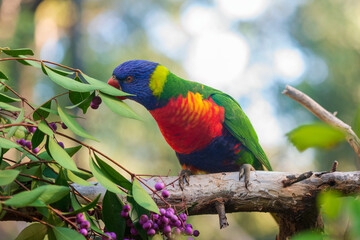 Rainbow lorikeet eating berries. Australian parrot. Close-up. Portrait. 