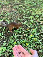 squirrel in hand