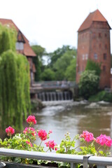 Fototapeta na wymiar City walks with flowers in Lüneburg, Germany