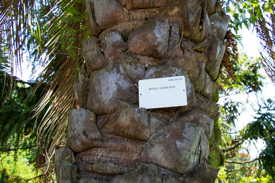 Butia Capitata palm tree in botanic garden