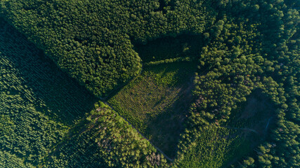 Aerial top view forest deforestation in summer. Drone flying over green trees in sunny day. Drone shot over trees cut down. Ecological catastrophe of the entire planet earth, environmental pollution