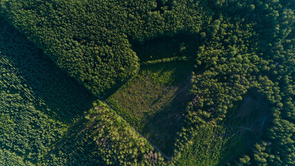 Aerial top view forest deforestation in summer. Drone flying over green trees in sunny day. Drone shot over trees cut down. Ecological catastrophe of the entire planet earth, environmental pollution