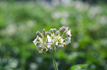 Flowering potato. Potato flowers blossom in sunlight grow in plant. White blooming potato flower on farm field. Close up organic vegetable flowers blossom growth in garden. Not Genetically engineered.