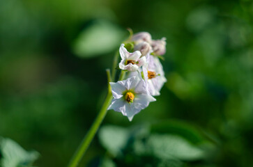 Flowering potato. Potato flowers blossom in sunlight grow in plant. White blooming potato flower on farm field. Close up organic vegetable flowers blossom growth in garden. Not Genetically engineered.