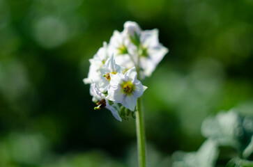 Flowering potato. Potato flowers blossom in sunlight grow in plant. White blooming potato flower on...