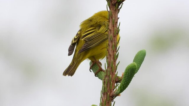 Close-up of female yellow warbler sitting on conifer tree branch