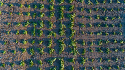 Aerial top view agricultural garden with plants in summer at sunset or sunrise, farmland
