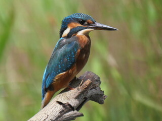 kingfisher (alcedo atthis)
