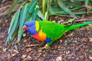 Rainbow lorikeet close-up portrait. Australian parrot. 