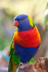 Rainbow lorikeet is Australian native parrot. Portrait. Vertical. Close-up. 