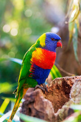 Rainbow lorikeet is Australian native parrot. Portrait. Vertical. Close-up. 