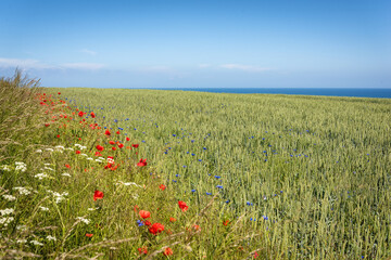  Flower meadow in front of Baltic fjord in Germany
