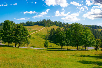 forested mountains on a summer day. tree along the road. clouds above the hills. explore carpathian countryside