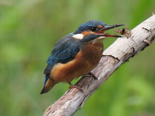 kingfisher (alcedo atthis)