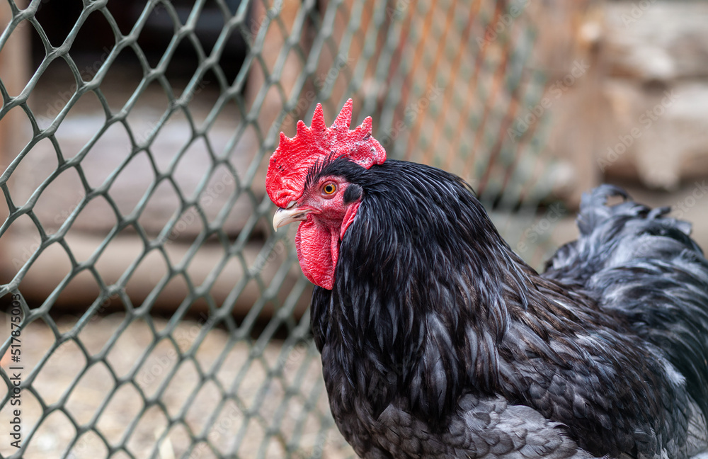Poster portrait of a beautiful colorful rooster with a bright red comb. countryside concept with domestic b